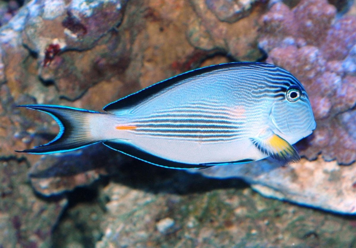 Аравийский хирург рыба шип