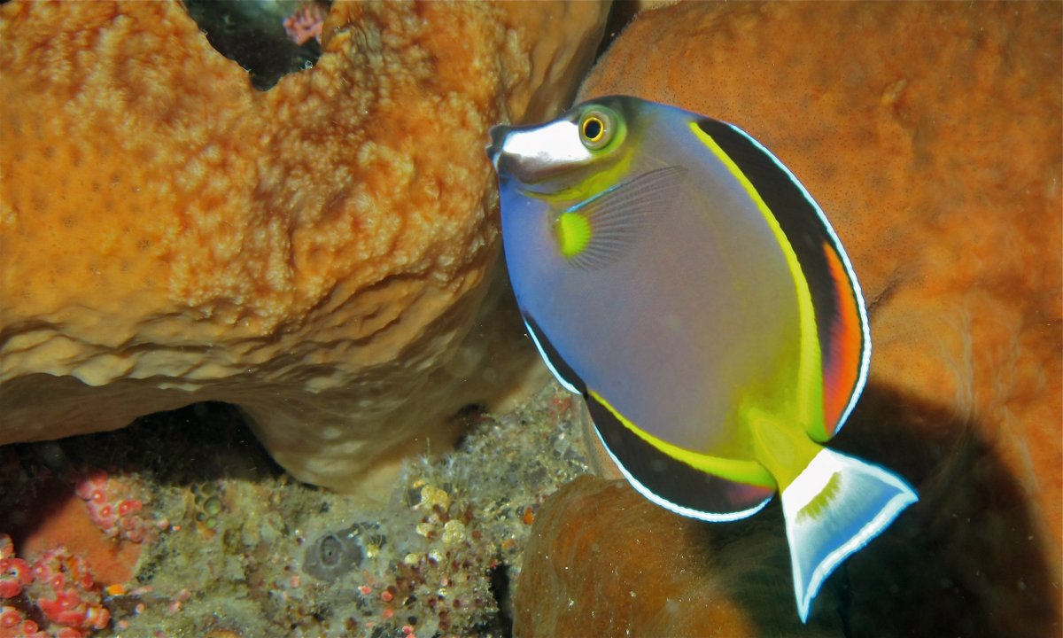 Acanthurus Sohal