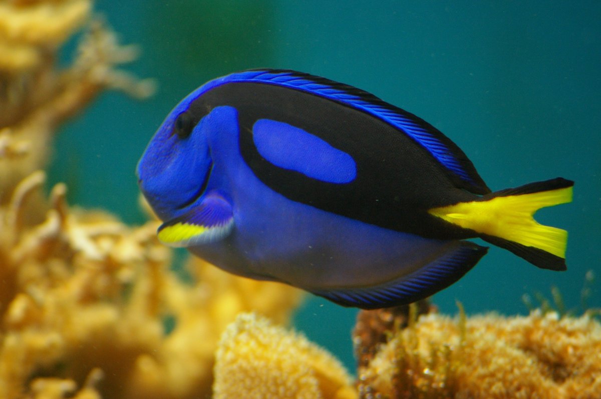 Голубой хирург (Paracanthurus hepatus)