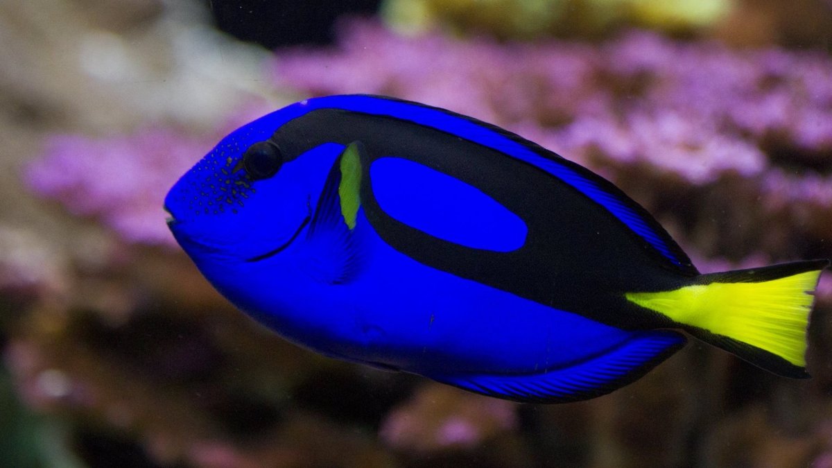 Атлантический рыба бабочка, Барракуда