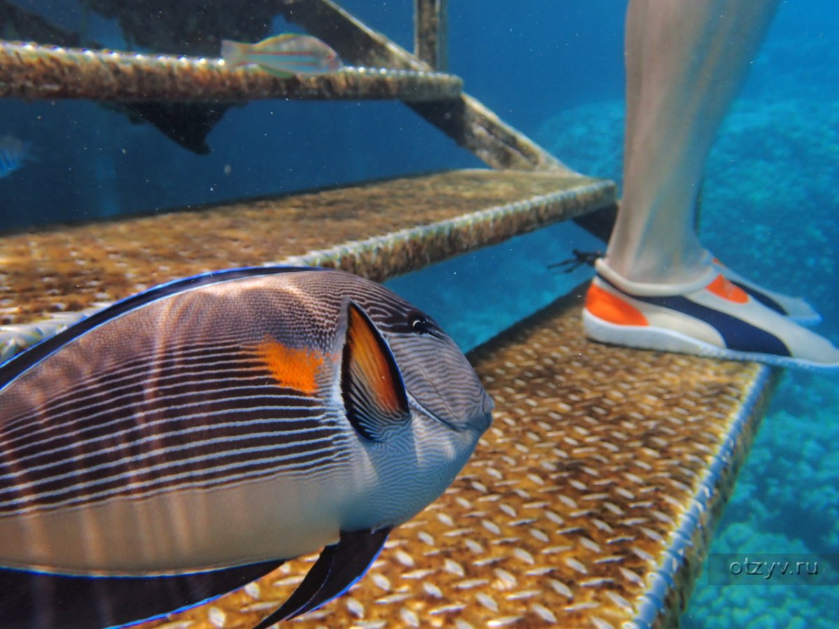 Синий Тан рыба