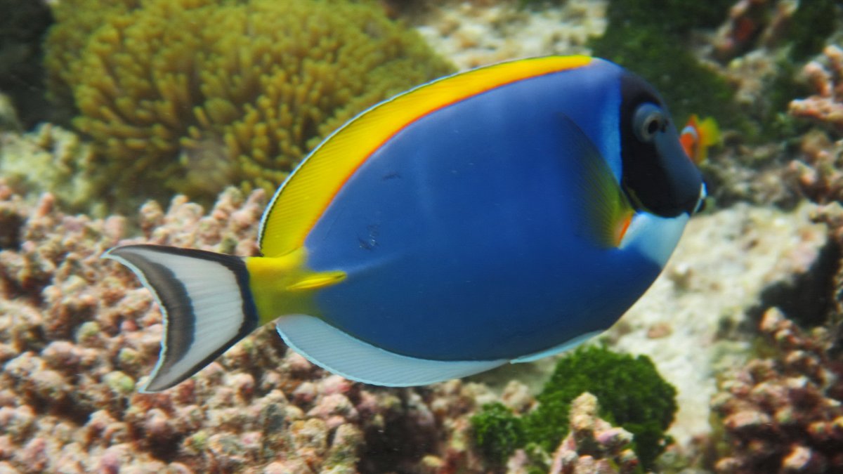 Аравийский хирург рыба