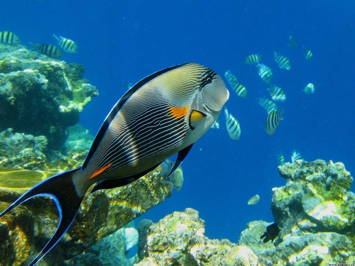 Рыба хирург Египет Шарм-Эль-Шейх