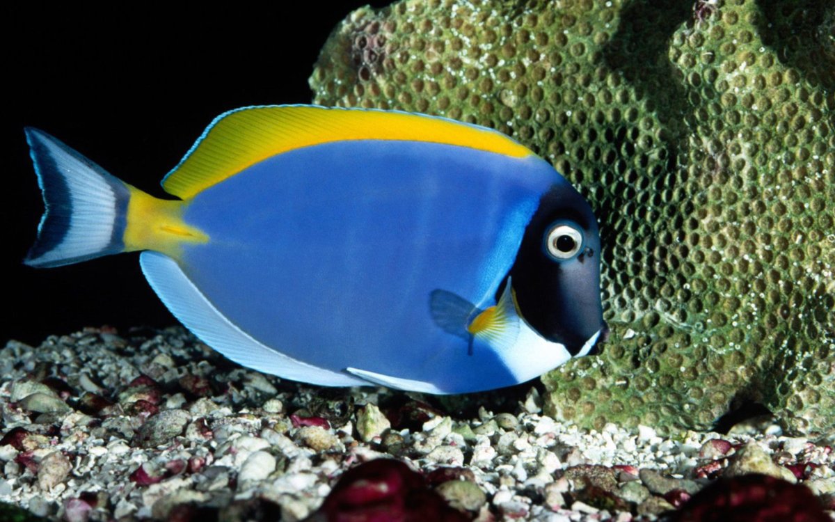 Голубой хирург (Paracanthurus hepatus)