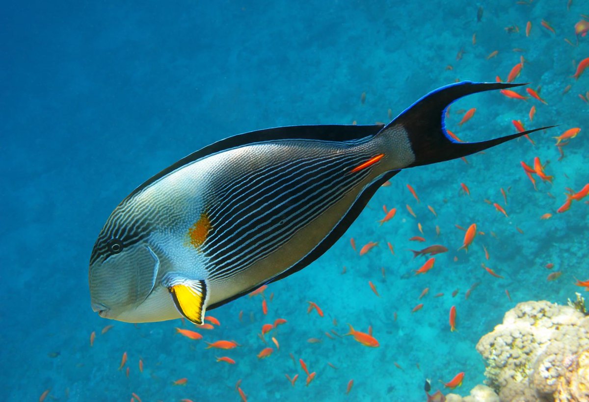 Красное море рыба хирург