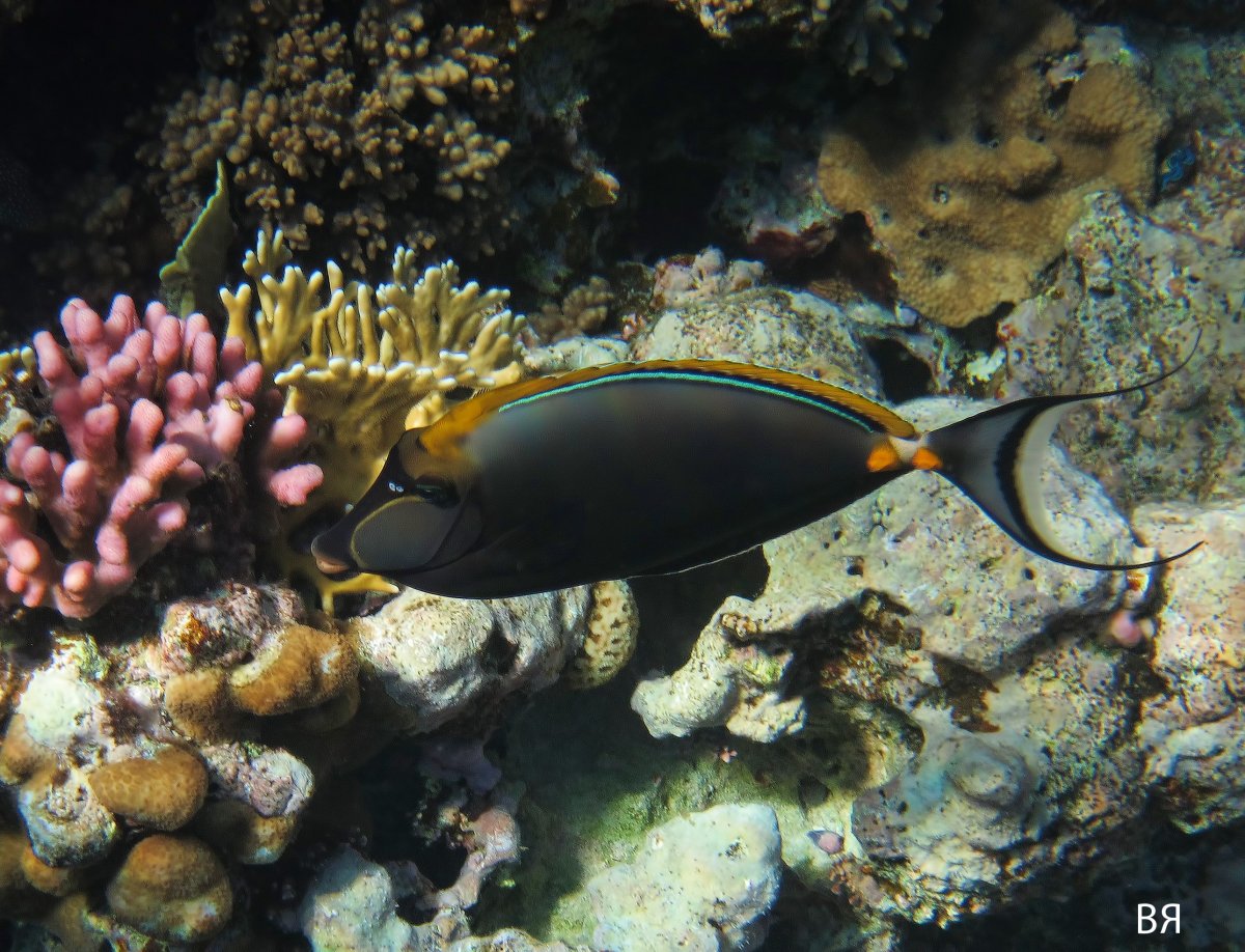 Рыба Королевский спинорог