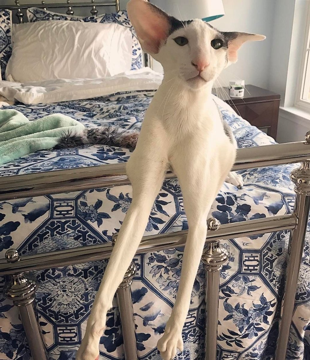 Коты грузины