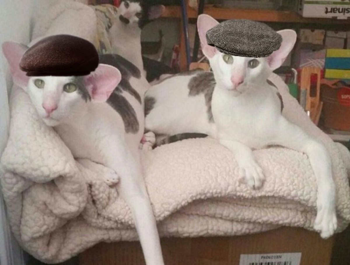 Сфинкс грузин