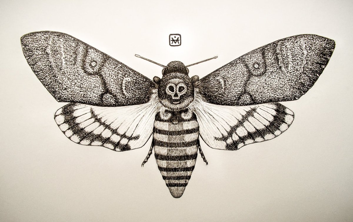 Бражник мертвая голова раскраска