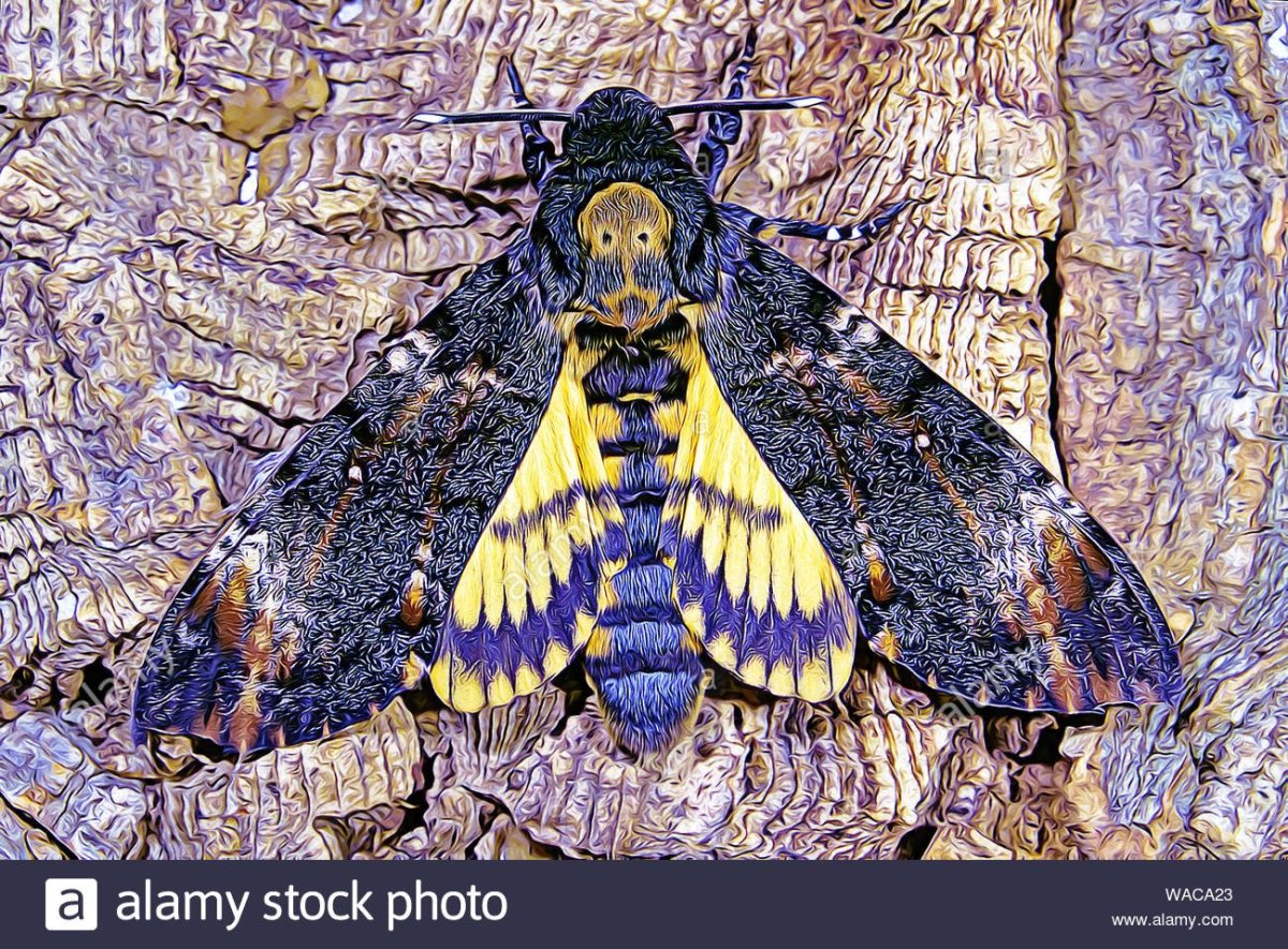 Acherontia Styx бабочка череп