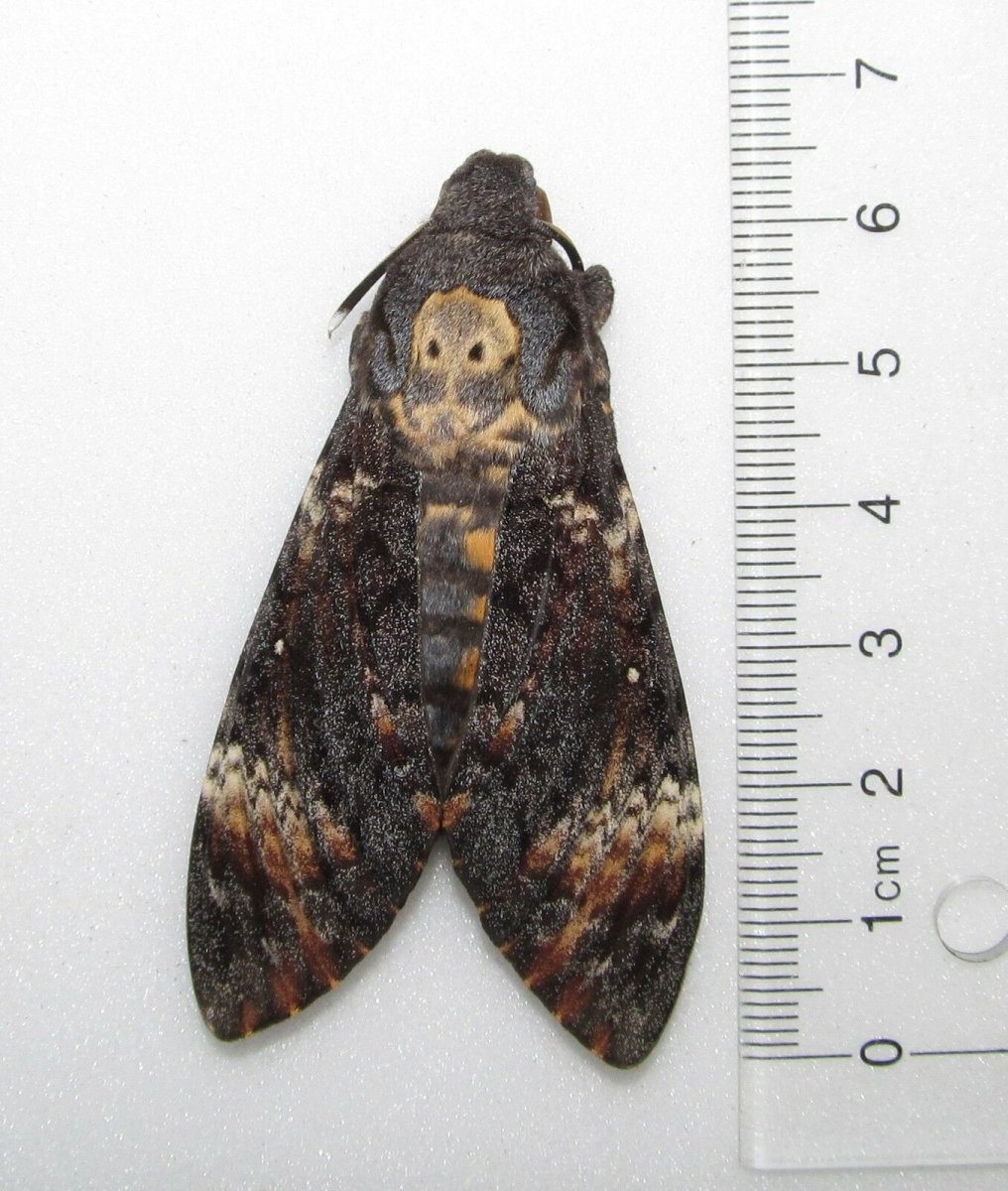 Куколка БРАЖНИКА мертвая голова