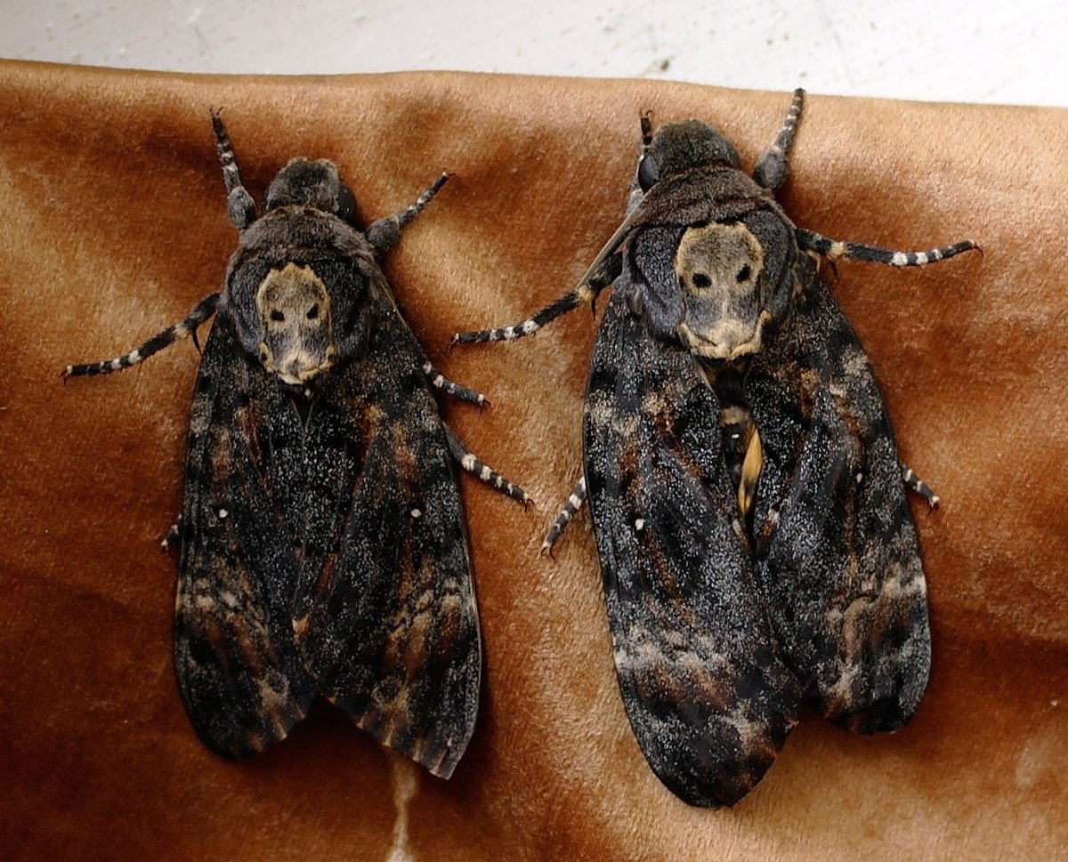 Бражник мертвая голова Acherontia Atropos