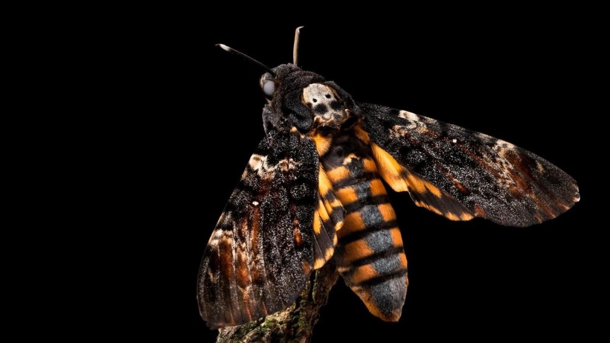 Бабочка Бражник мертвая голова