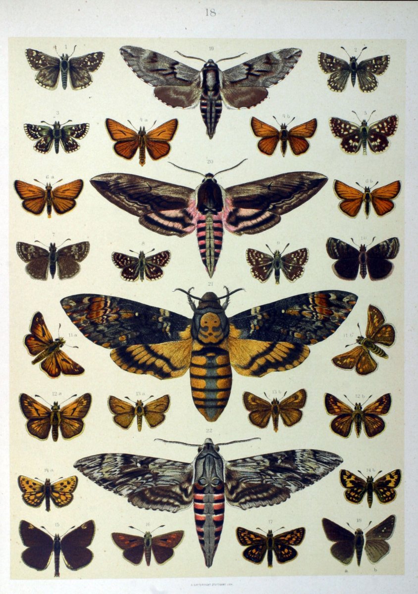 Древние бабочки