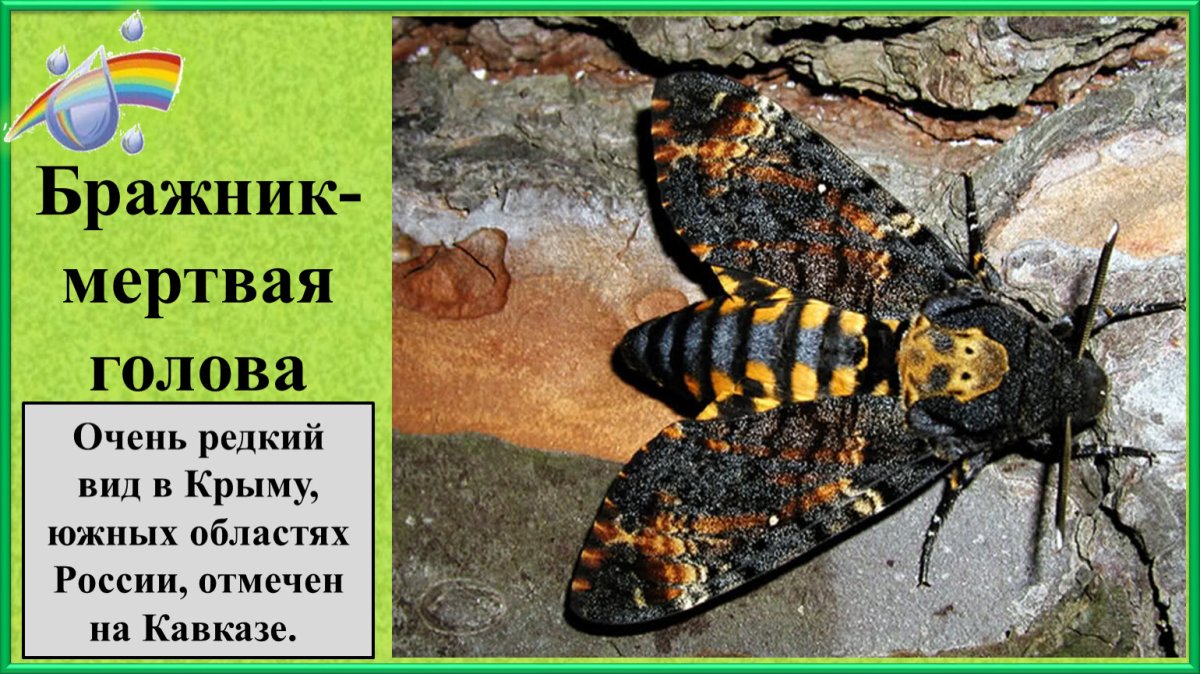 Бражник мертвая голова Acherontia Atropos