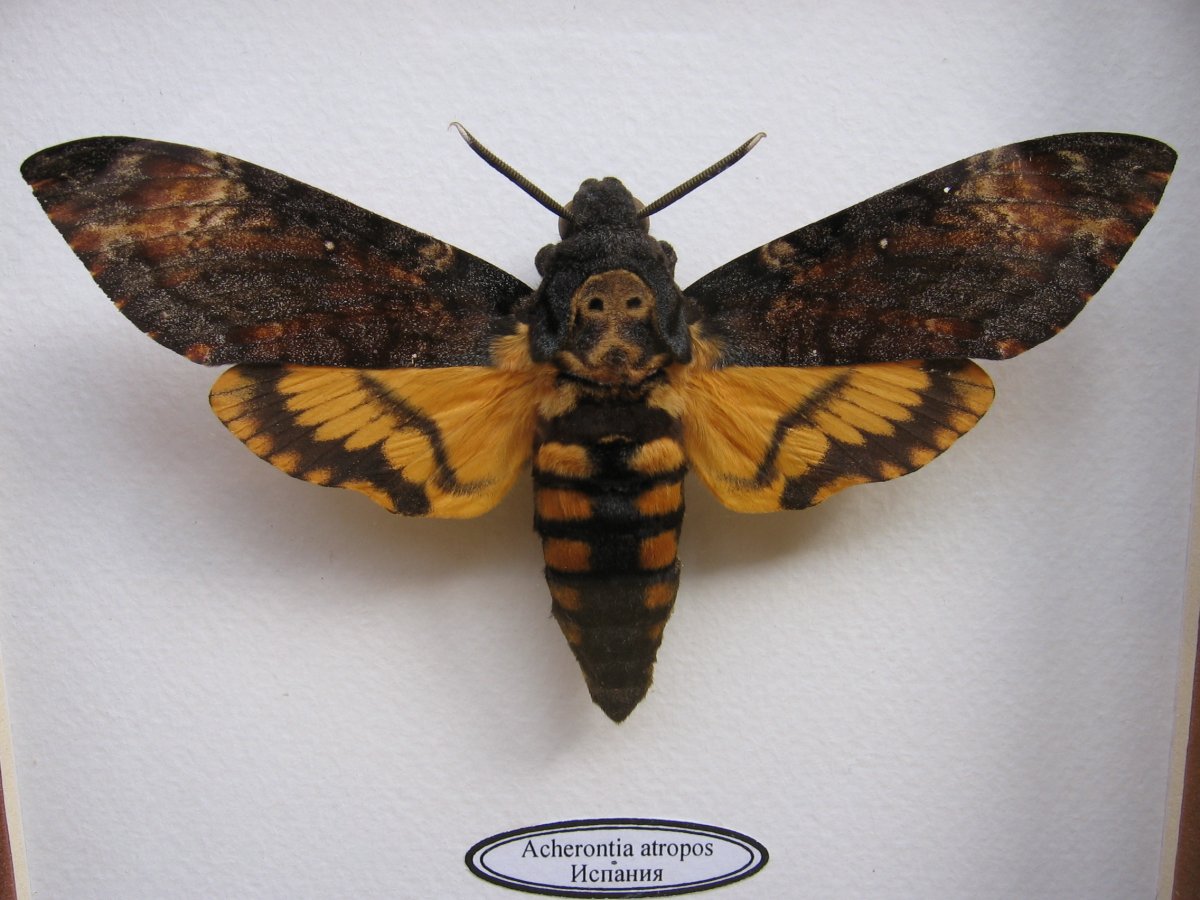 Бабочка Бражник мертвая голова