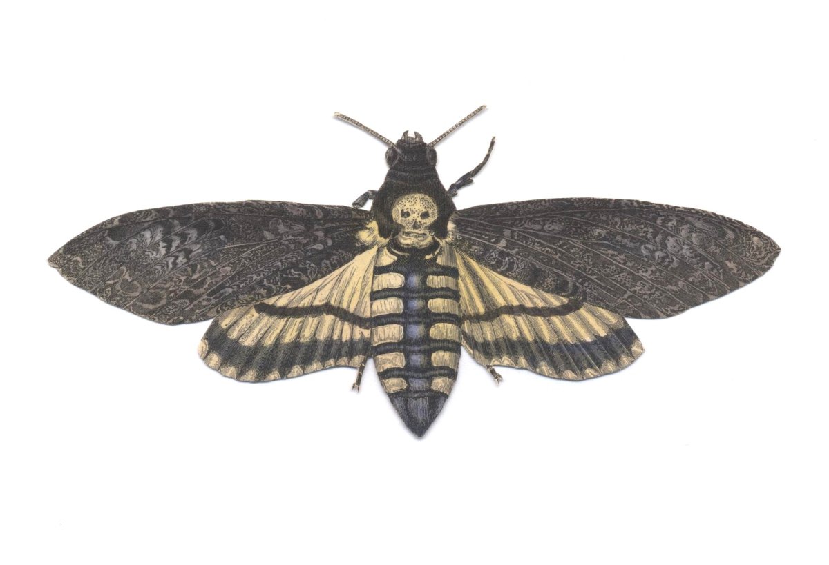 Бражник мертвая голова арт