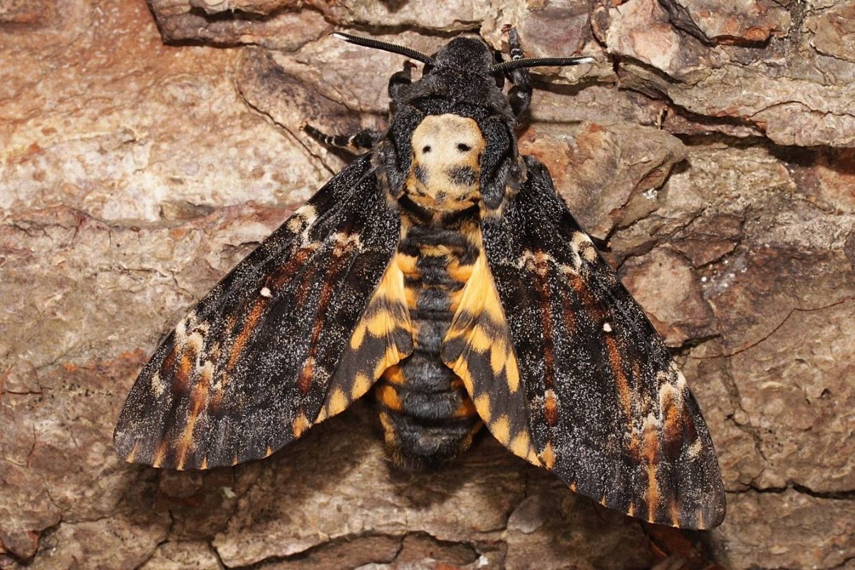 Бабочка Бражник мертвая голова