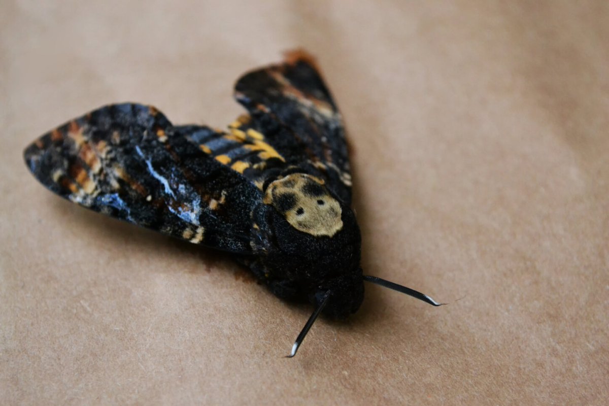 Бабочка Бражник мертвая голова