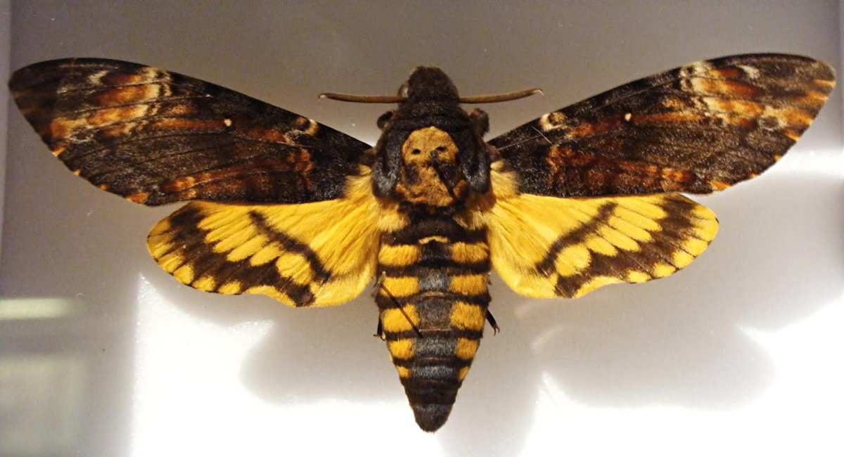 Бабочка Acherontia Atropos