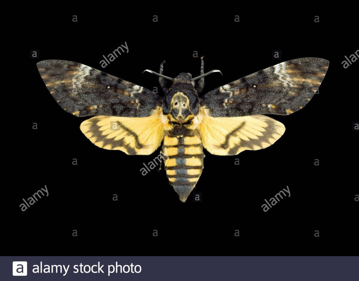 Темный Бражник бабочка