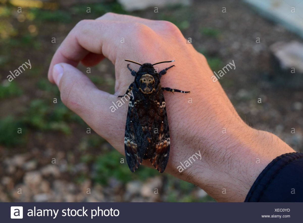 Бражник мертвая голова на руке