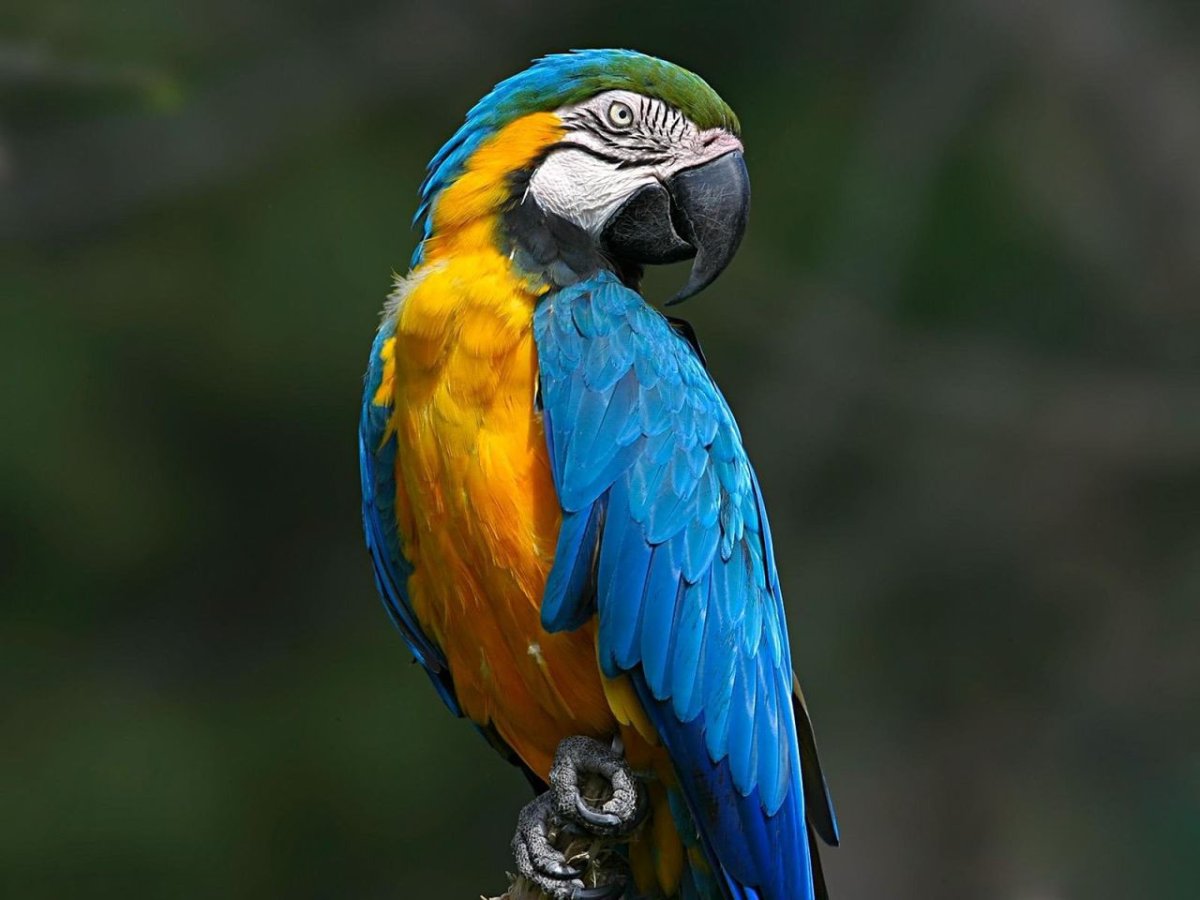 Ара Спикса попугай