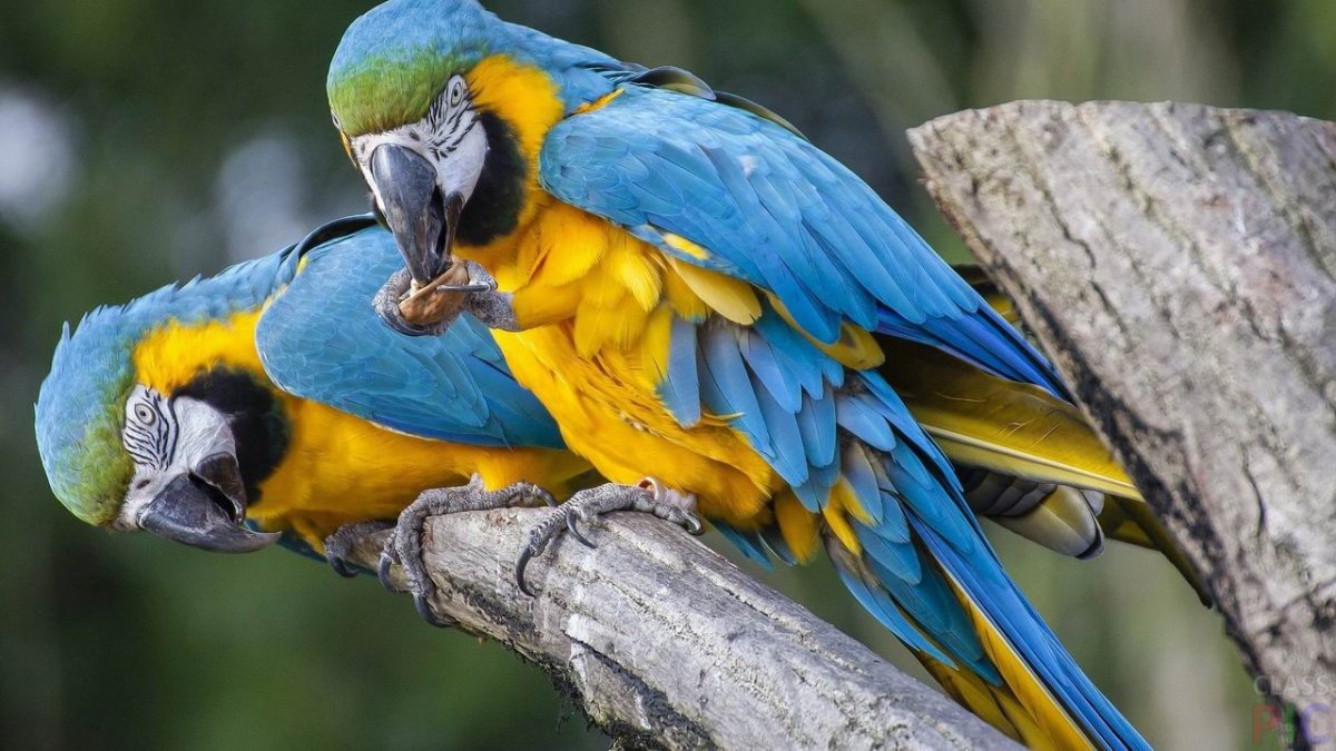 Пара попугаев ара
