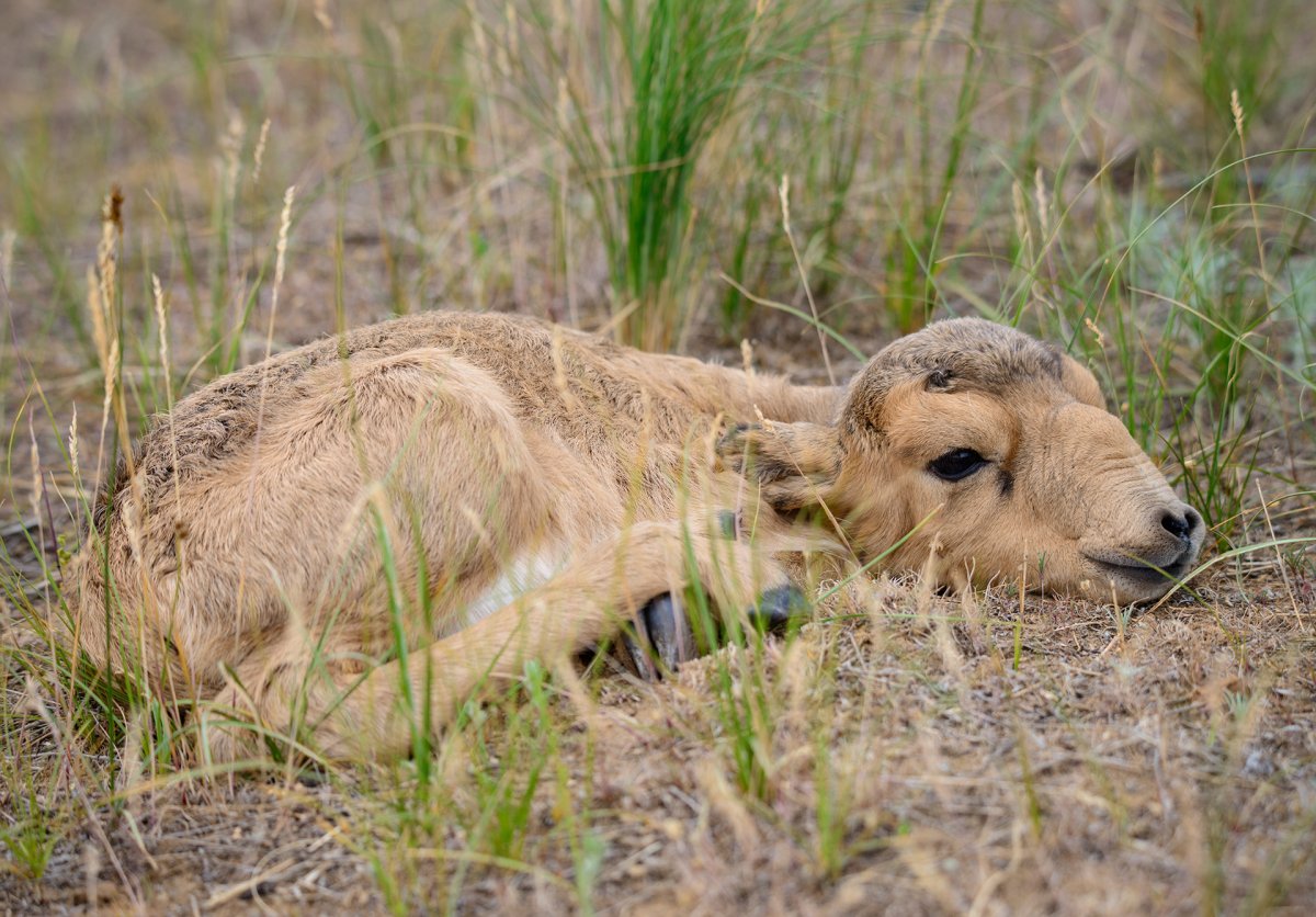 Сайгак смешное фото