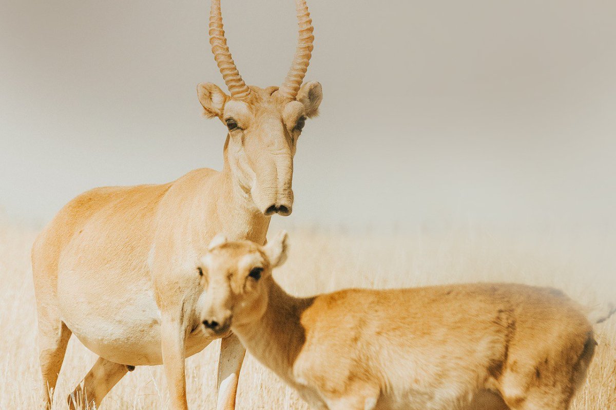 Сайга (Сайгак)