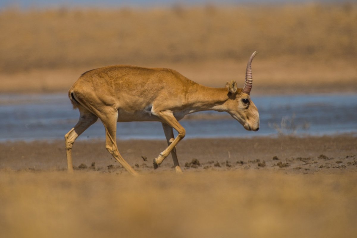 Антилопа Сайгак