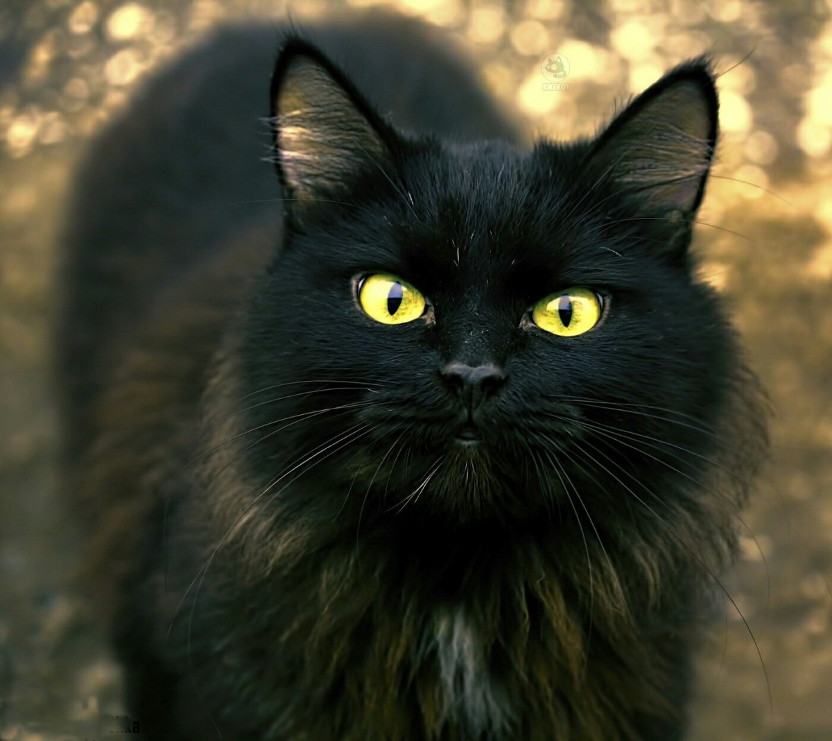 Американская короткошёрстная кошка черная