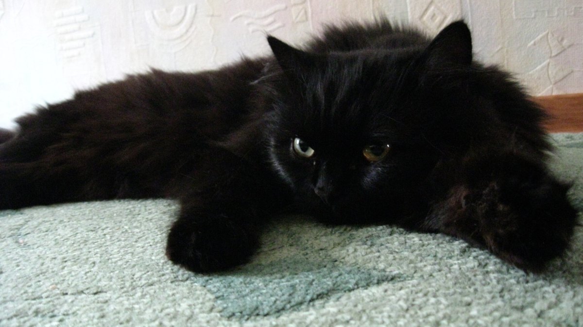 Черный пушистый Сибирский кот