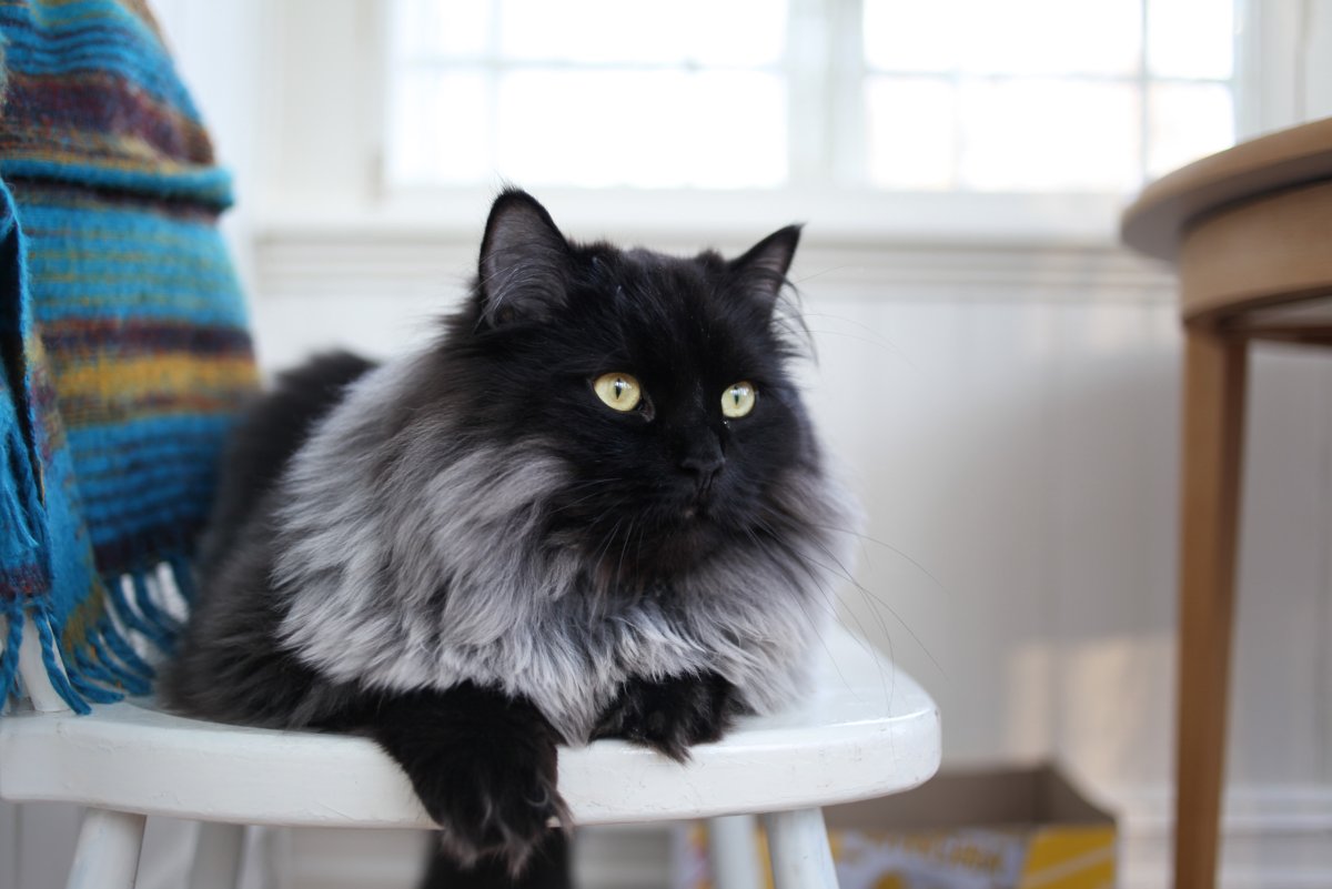 Сибирская кошка черный дым