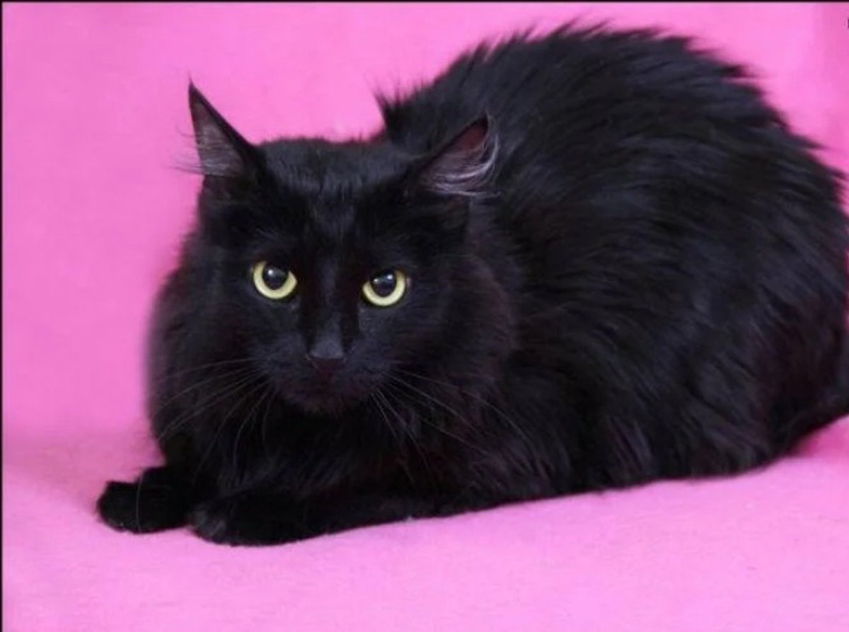 Персидская Сибирская длинношерстная черный