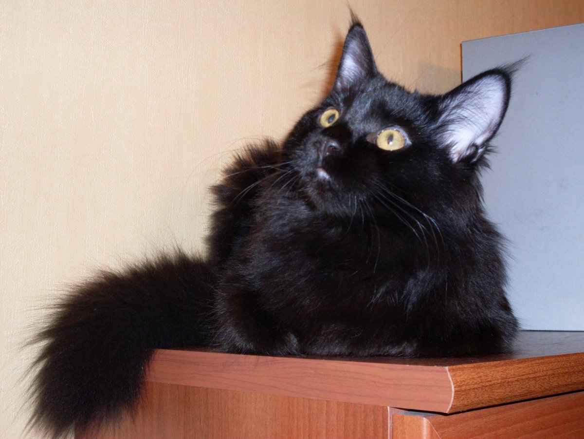 Мейн кун черный