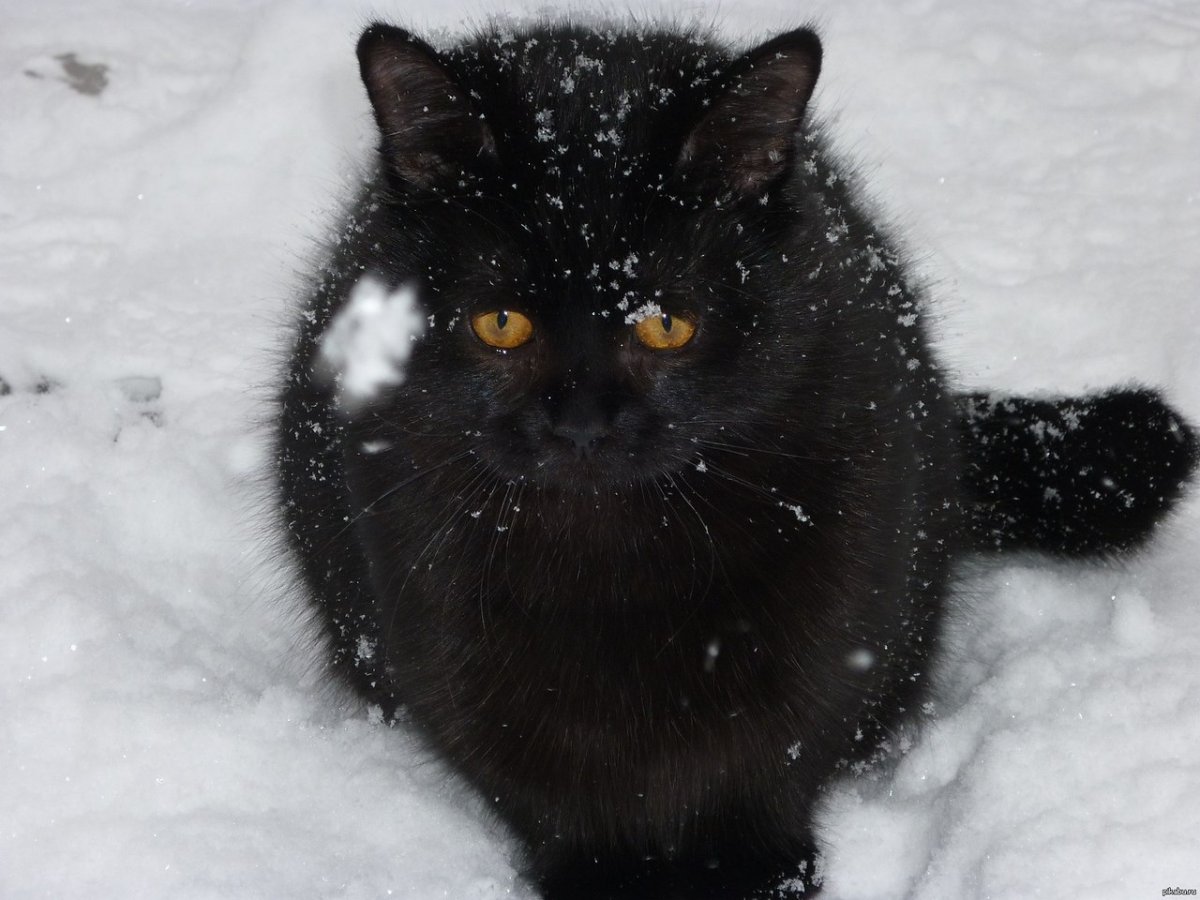 Черный кот в снегу