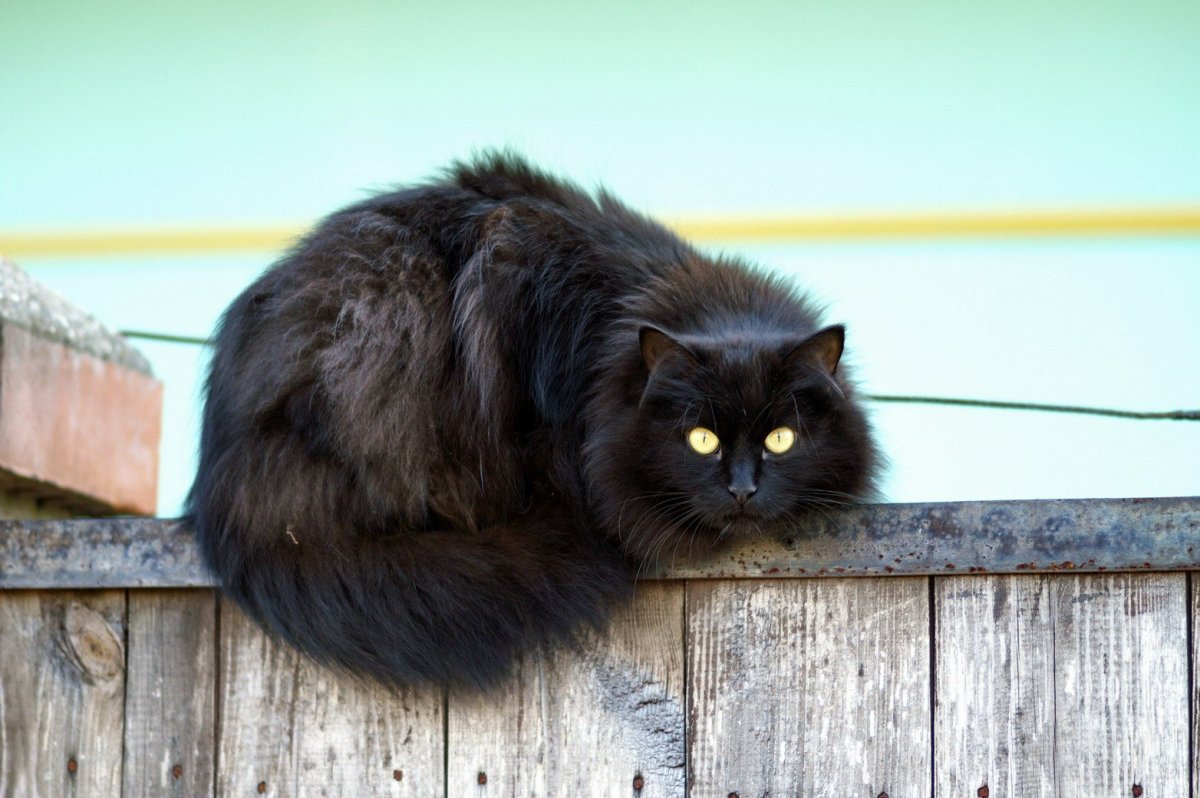 Черный пушистый кот на улице