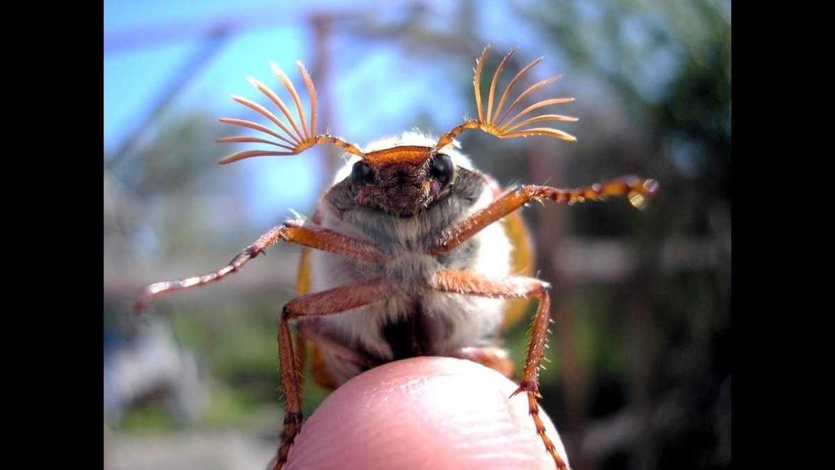 Майский Жук с ресничками