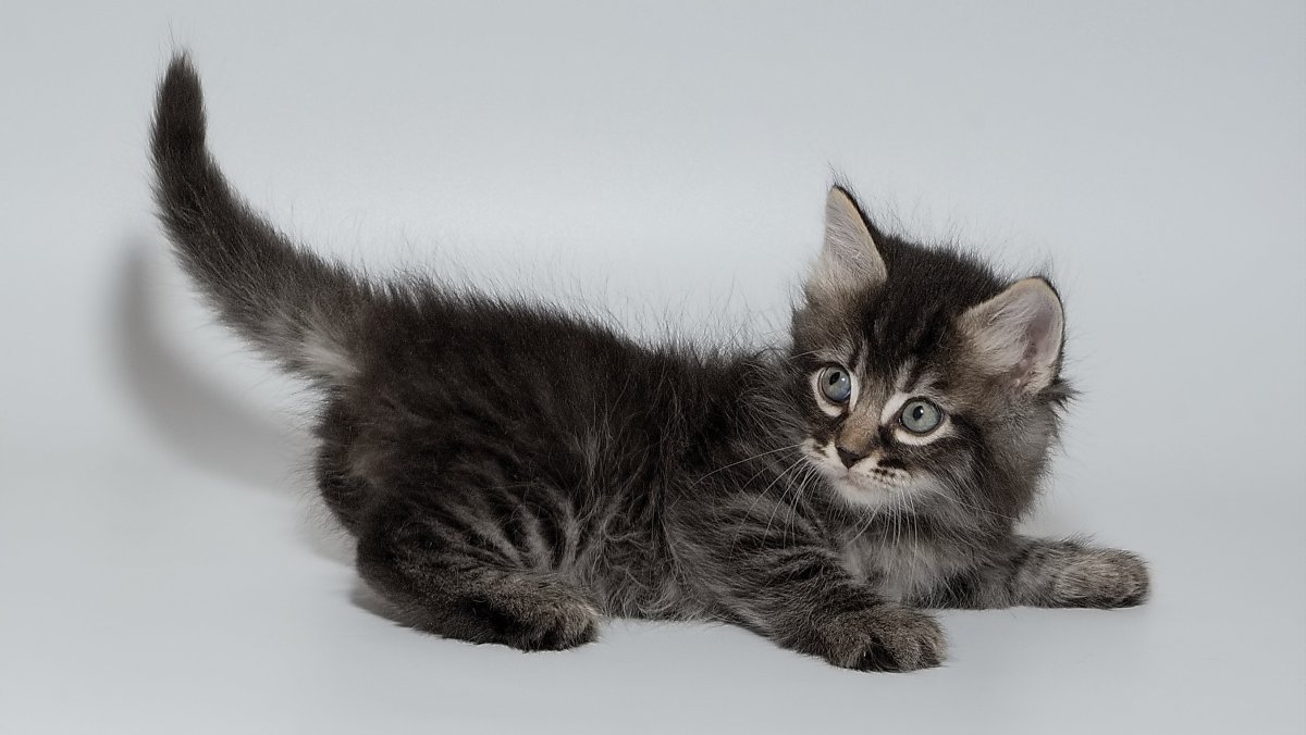 Котёнок сибирской кошки 5 месяцев