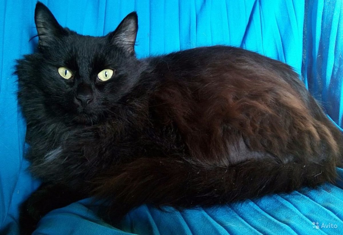 Сибирский кот черный