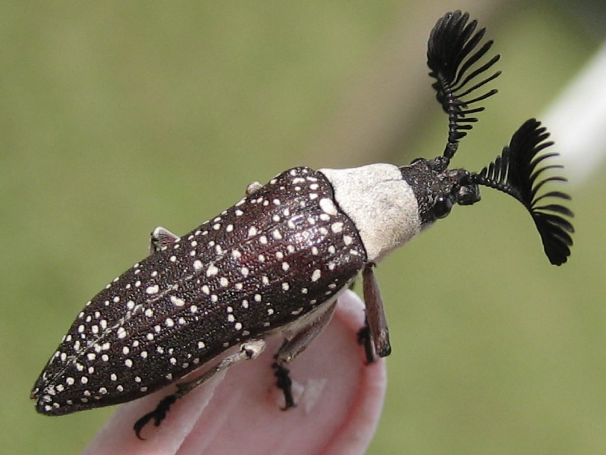 Жук-веероус (Rhipicera femorata)