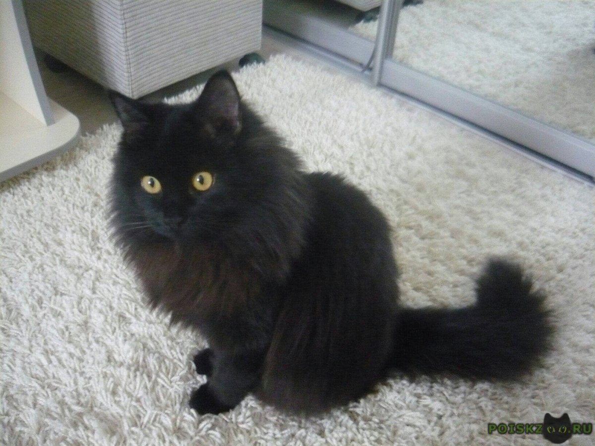 Тишка котенок черный