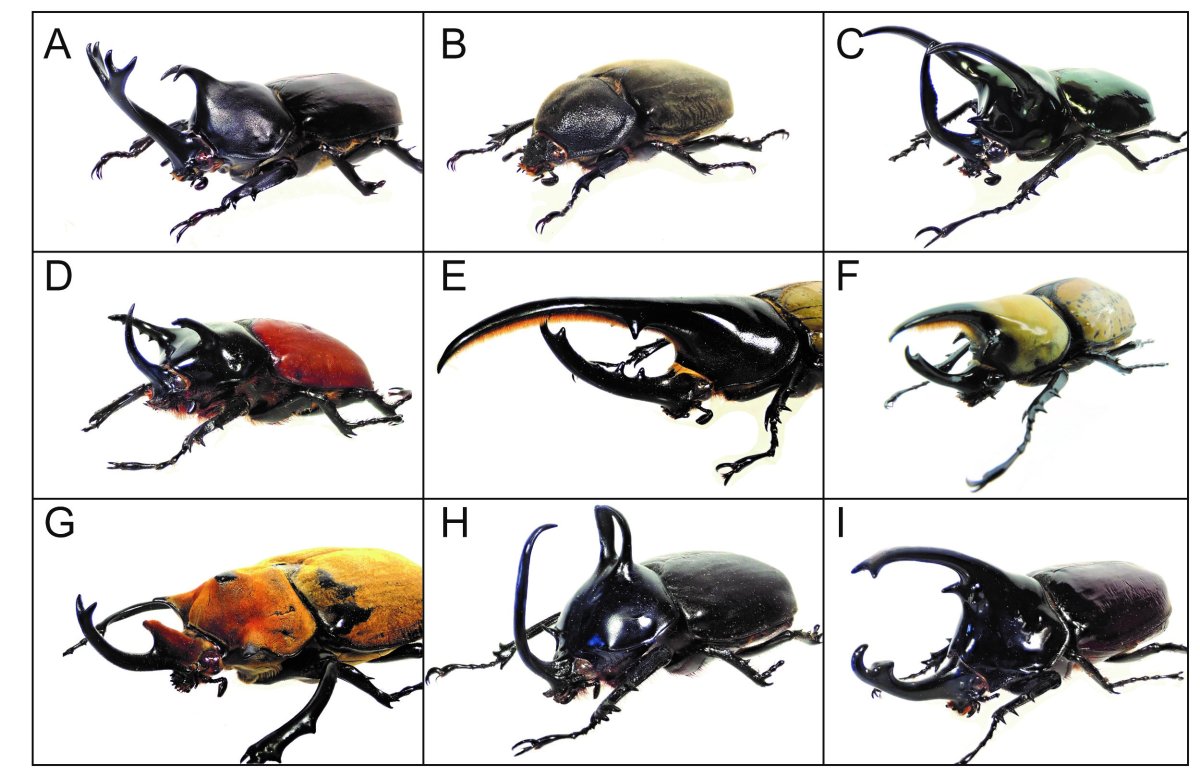 Hercules Beetle Lifecycle