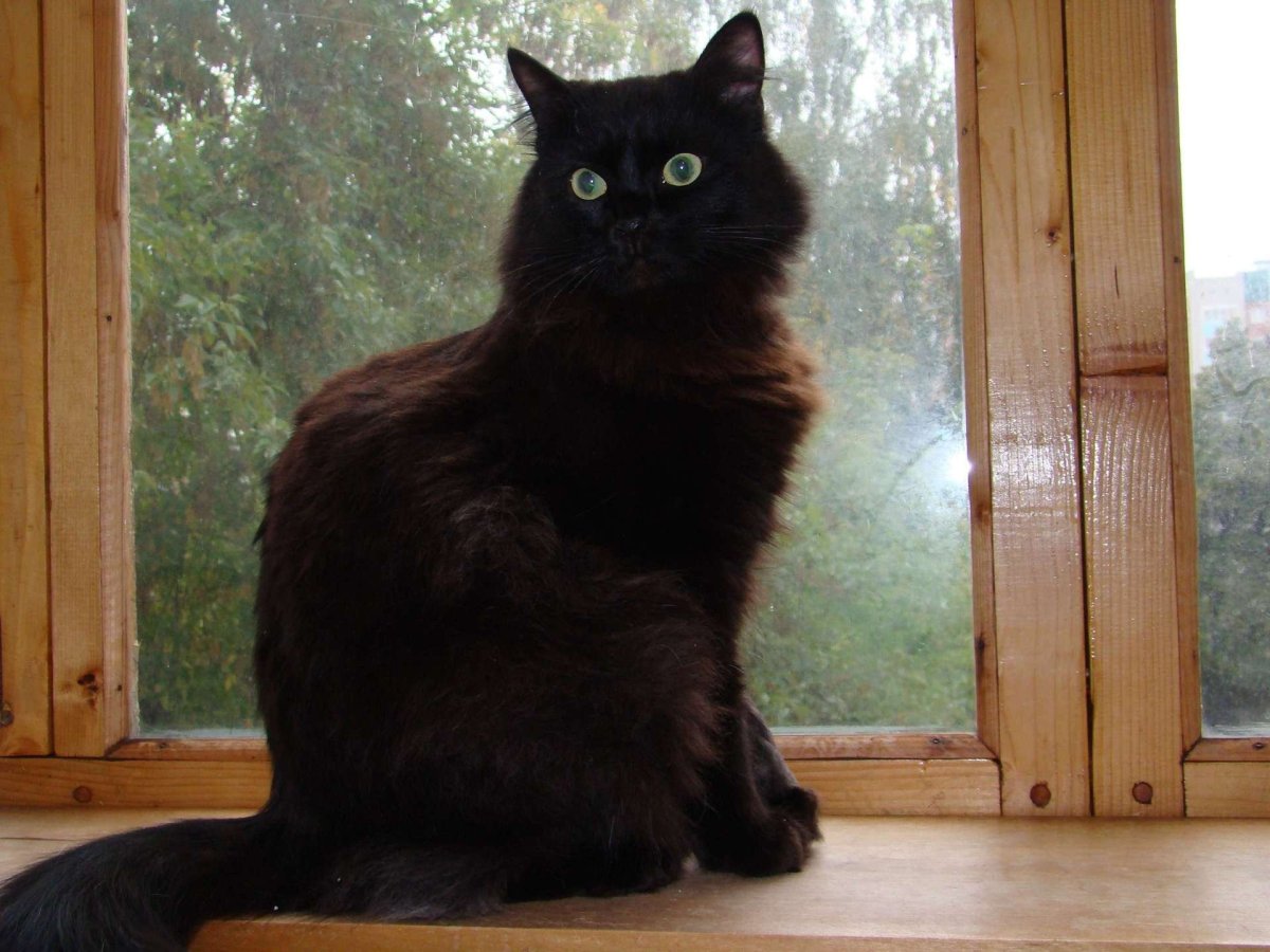 Кот пушистый чёрный