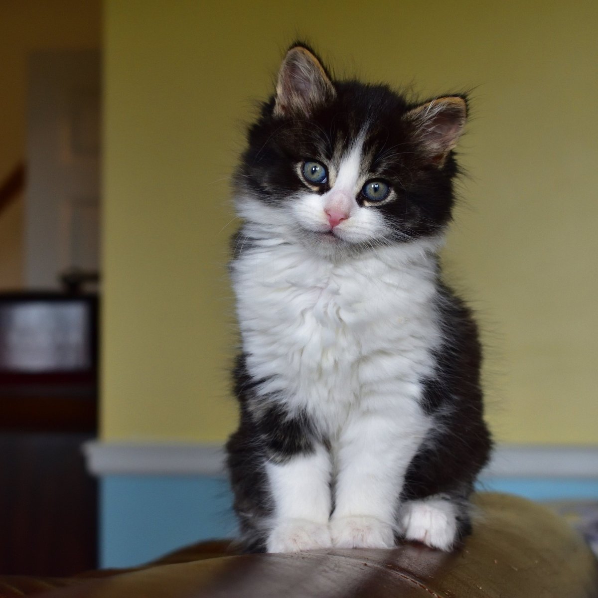 Котенок черно-белый