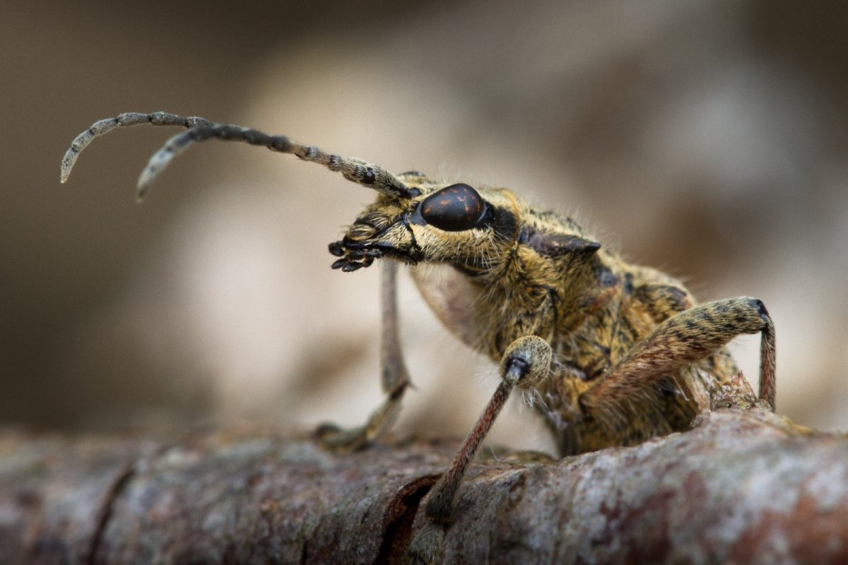 Долгоносик Мимикрия
