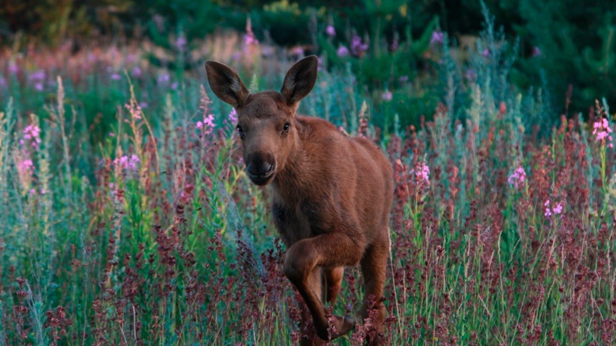 Куница в Татарстане