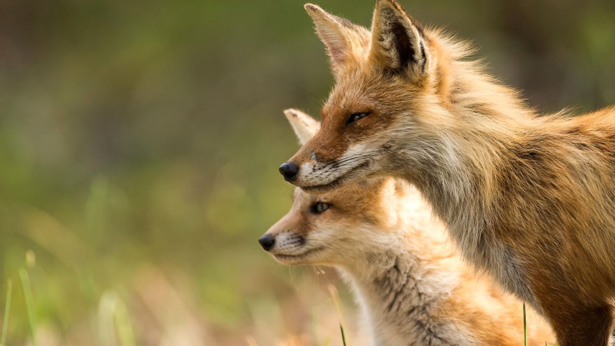 Маленький волк