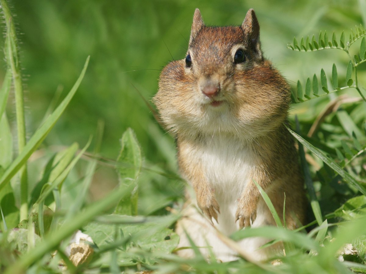 Манул и снежный Барс